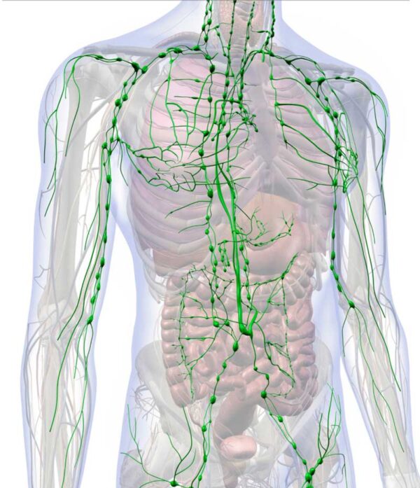 Lymphatic drainage & bioelectric meridian therapy - Academy of ...