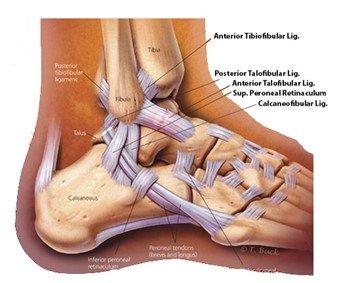 muscular diagram of ankle