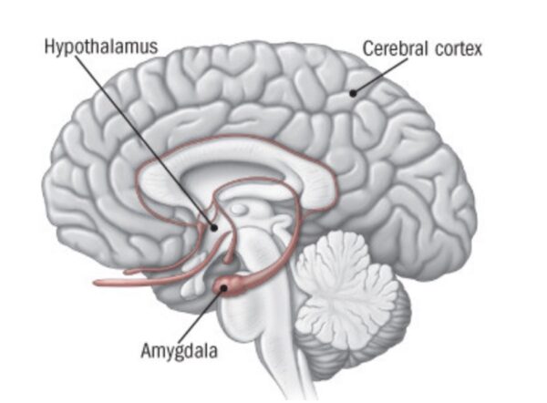 graphic of the brain